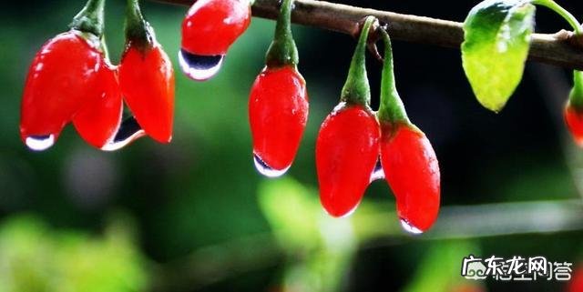 吃枸杞后口干舌燥,这是什么原因?