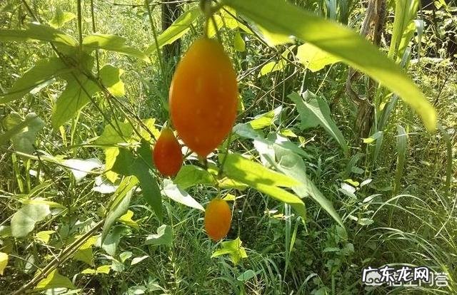 吃什么蔬菜水果可以去湿气? 祛湿气吃什么蔬菜好