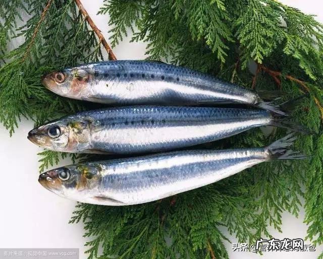 吃鱼还是吃鱼油更有营养?