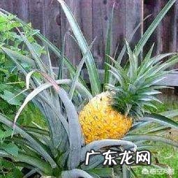 吃什么水果可以祛痘？如何才能护肤？