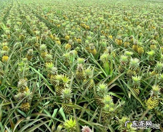 吃什么水果可以祛痘？如何才能护肤？