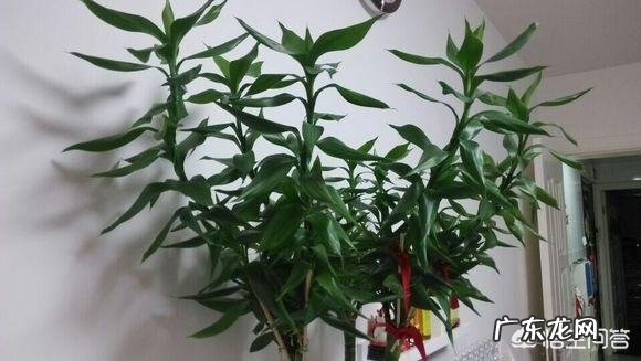 在书中，贾宝玉娶薛宝钗为妻、林黛玉为妾有可能实现吗？为什么？