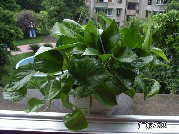 在书中，贾宝玉娶薛宝钗为妻、林黛玉为妾有可能实现吗？为什么？