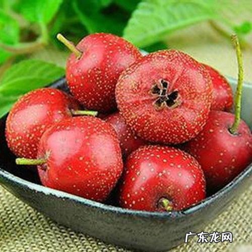 山楂，胶股蓝，黄芪可以一起泡水喝吗？