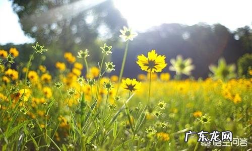 吃红枣、阿胶可以补血吗?