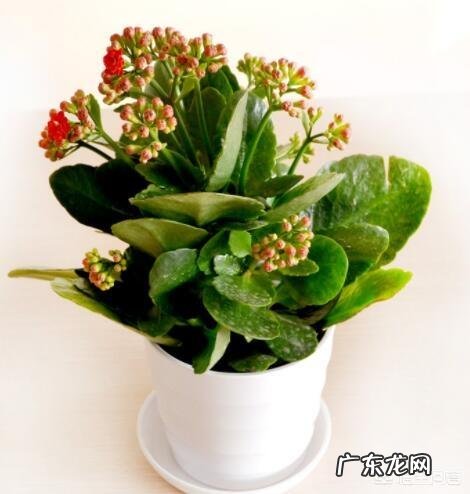 长寿插扦小苗长根不发芽为什么？