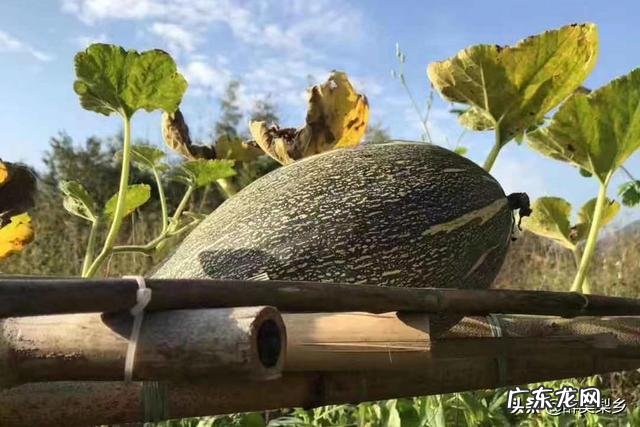 有多少人是农村出生的你们又在农村经历过什么呢