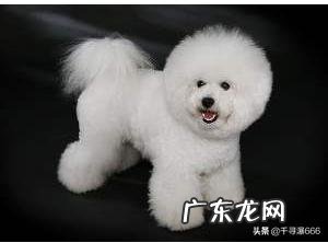 纯种比熊不同时期的标准体重分别是多少