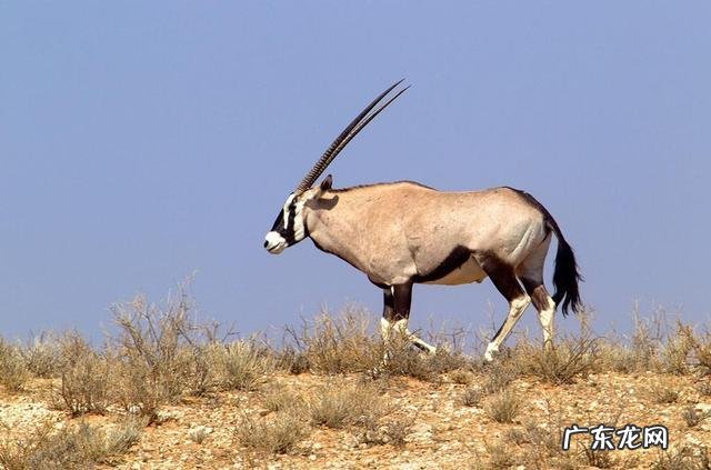 陆地巨兽体型前十位的分别是什么