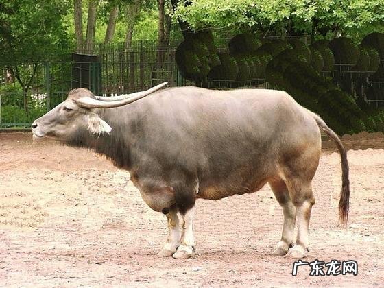 陆地巨兽体型前十位的分别是什么