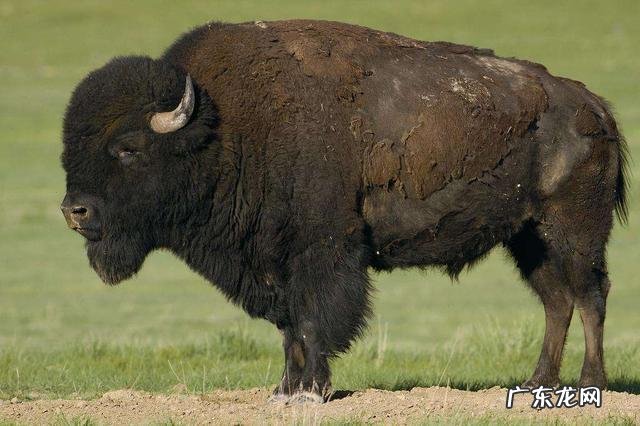 陆地巨兽体型前十位的分别是什么