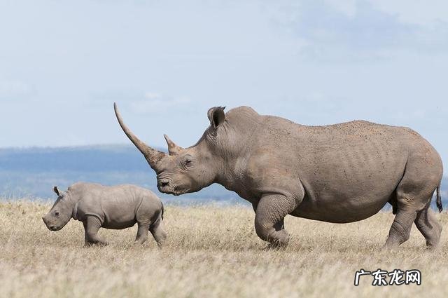 陆地巨兽体型前十位的分别是什么