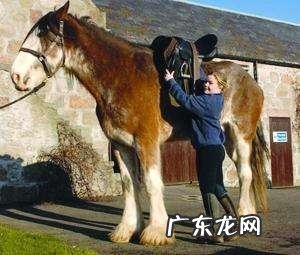 陆地巨兽体型前十位的分别是什么