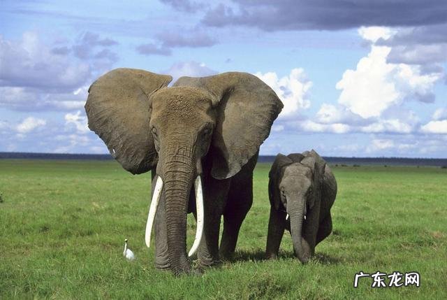 陆地巨兽体型前十位的分别是什么