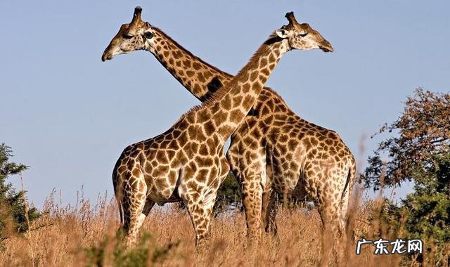 陆地巨兽体型前十位的分别是什么