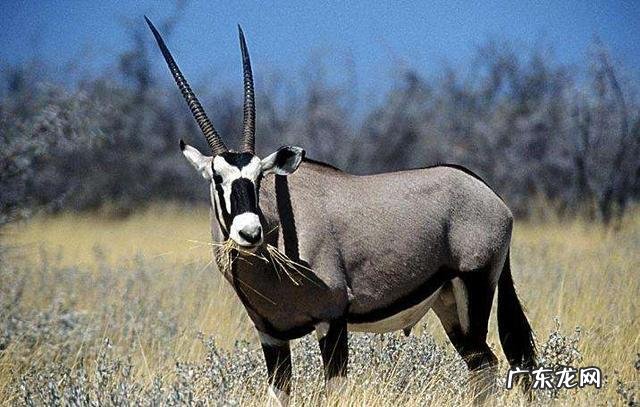 陆地巨兽体型前十位的分别是什么