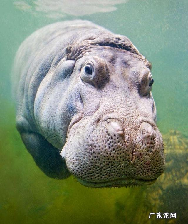 陆地巨兽体型前十位的分别是什么