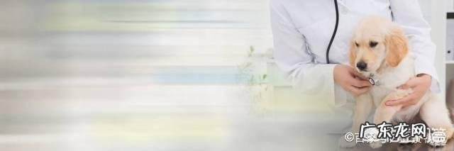 一只拉布拉多成犬，它的正常体重是多少？太胖怎么办？