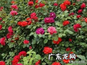 月季花叶子黄了啥问题,要怎么解决?