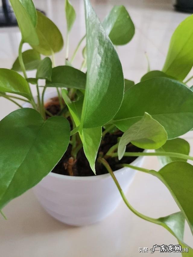 月季花叶子黄了啥问题,要怎么解决?