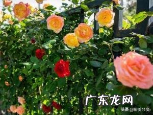 月季花叶子黄了啥问题,要怎么解决?