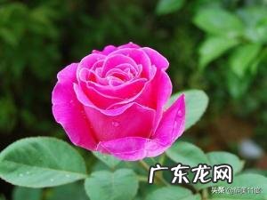 月季花叶子黄了啥问题,要怎么解决?