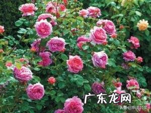 月季花叶子黄了啥问题,要怎么解决?