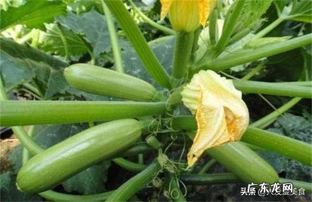 经常吃西葫芦有什么好处?西葫芦有什么家常做法? 西葫芦有什么营养怎么做好吃