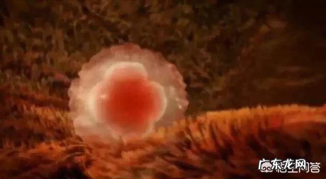 怀孕前三个月,女生应该如何调养身体