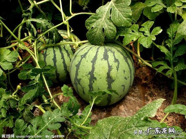夏天为什么不能多吃西瓜?