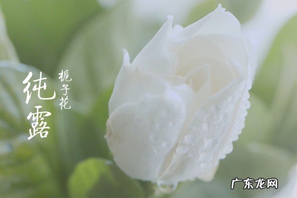 宿系之源纯露有激素吗?它的功效是什么?