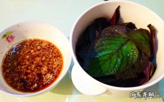 近些年很火的紫苏,你都是怎么吃的?