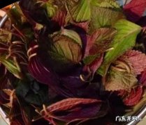 近些年很火的紫苏，你都是怎么吃的？