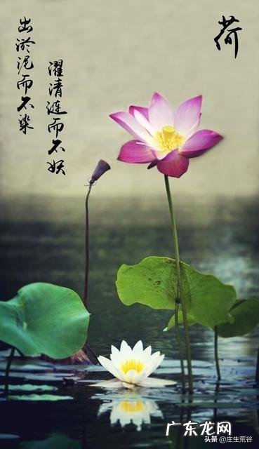 83版天龙八部中阿紫是谁扮演的