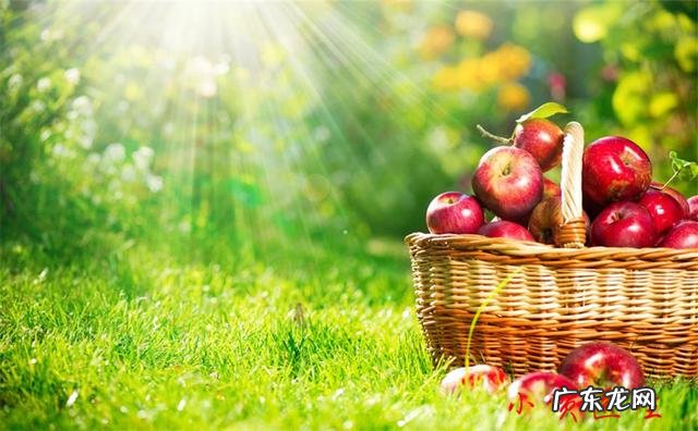 苹果应该什么时候吃?怎样吃?是否有利于减肥?