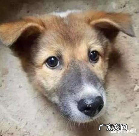 老一辈都说让孩子哭一哭是一种锻炼，这种说法有道理吗