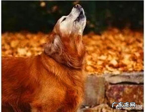 老一辈都说让孩子哭一哭是一种锻炼，这种说法有道理吗