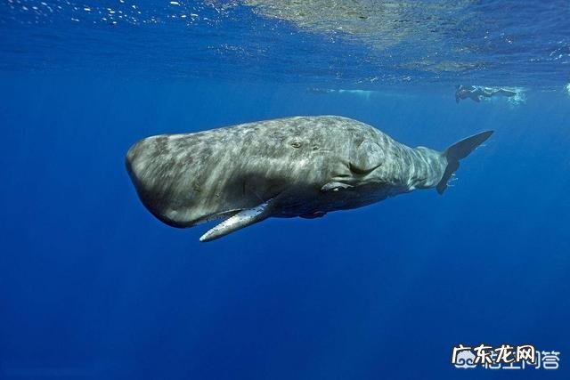 月球上的“陆地”和地球上的陆地又有什么不同呢