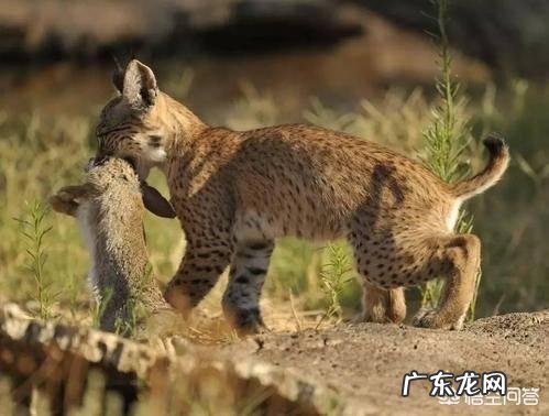 月球上的“陆地”和地球上的陆地又有什么不同呢