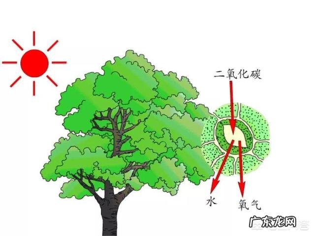 月球上的“陆地”和地球上的陆地又有什么不同呢