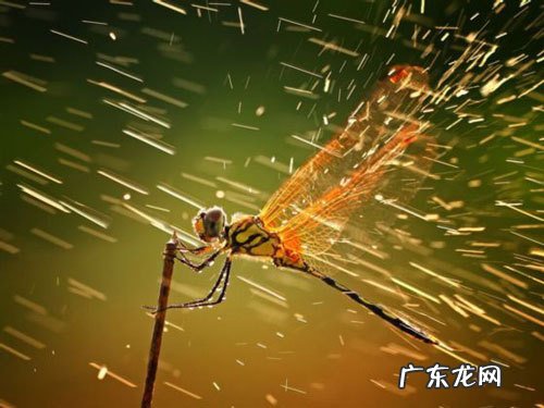 晚安心语：一念放下，万般自在