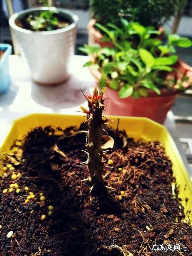 农村野生的覆盆子,刺梅如何引种大量种植前景如何