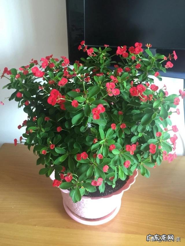 农村野生的覆盆子,刺梅如何引种大量种植前景如何