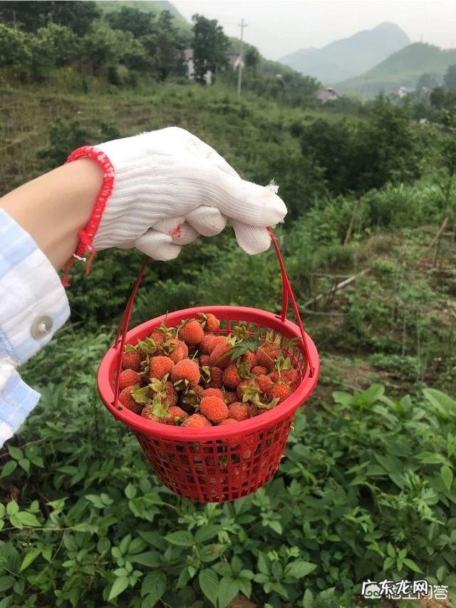 农村野生的覆盆子,刺梅如何引种大量种植前景如何