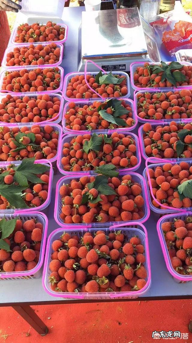 农村野生的覆盆子,刺梅如何引种大量种植前景如何