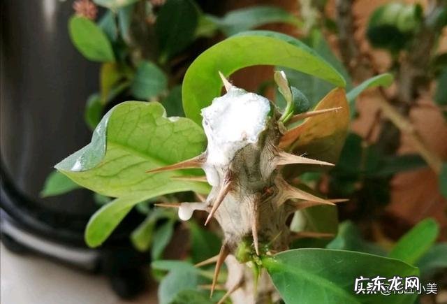 农村野生的覆盆子,刺梅如何引种大量种植前景如何