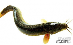 泥鳅和黄鳝的区别 泥鳅的功效与作用