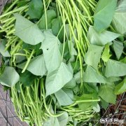 红薯叶在以前是被一些人用来喂猪的，为什么现在人们喜欢吃？