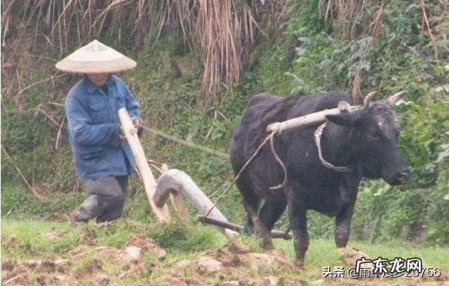 你身边的河南人都是是什么样的?