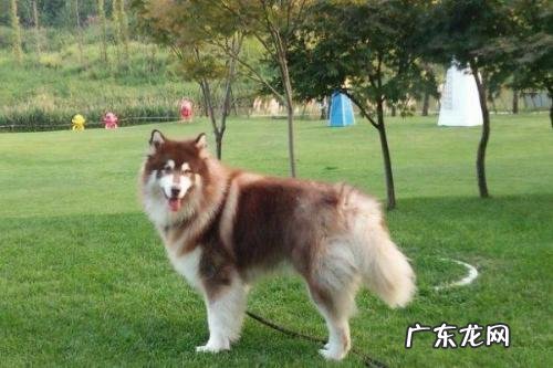 巨型阿拉斯加雪橇犬和普通阿拉斯加犬有什么区别